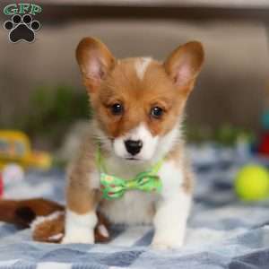 Duke, Pembroke Welsh Corgi Puppy